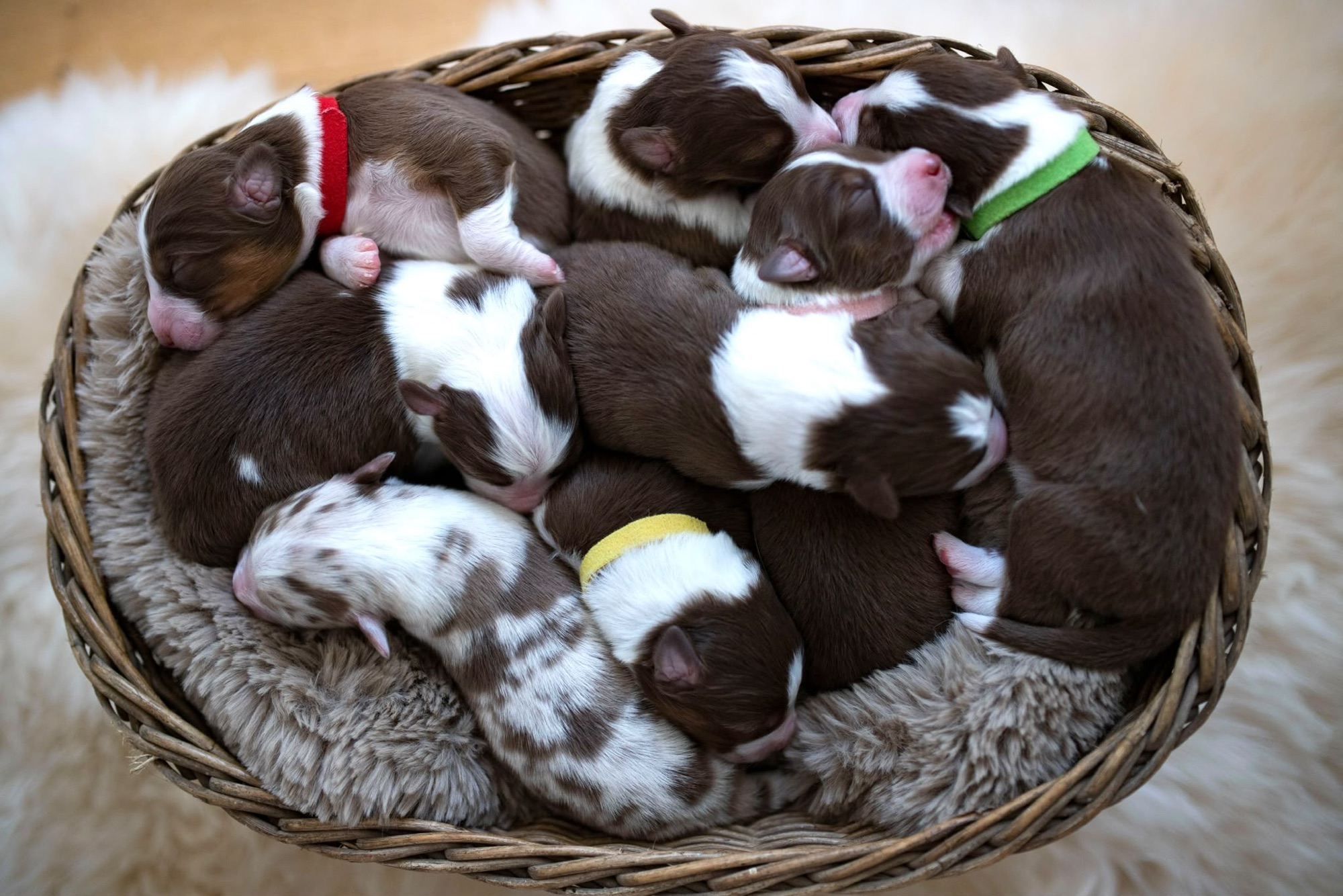 Acht neugeborene Australian-Shepherd-Welpen in einem Korb