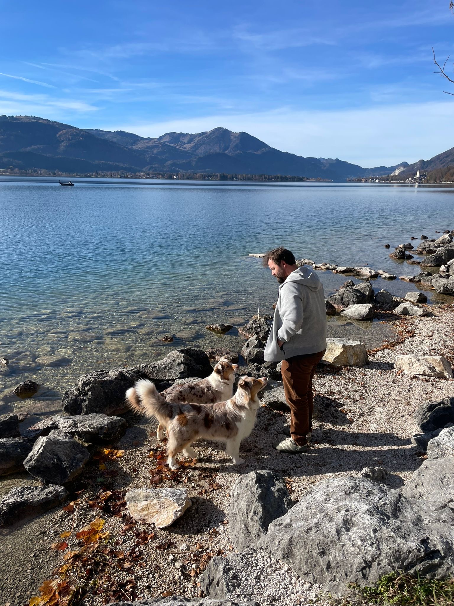Australian Shepherd als Teil des Familienalltags