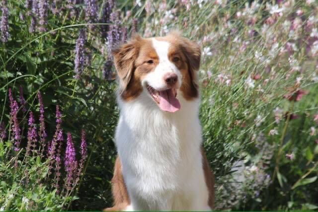 Australian Shepherd Malia