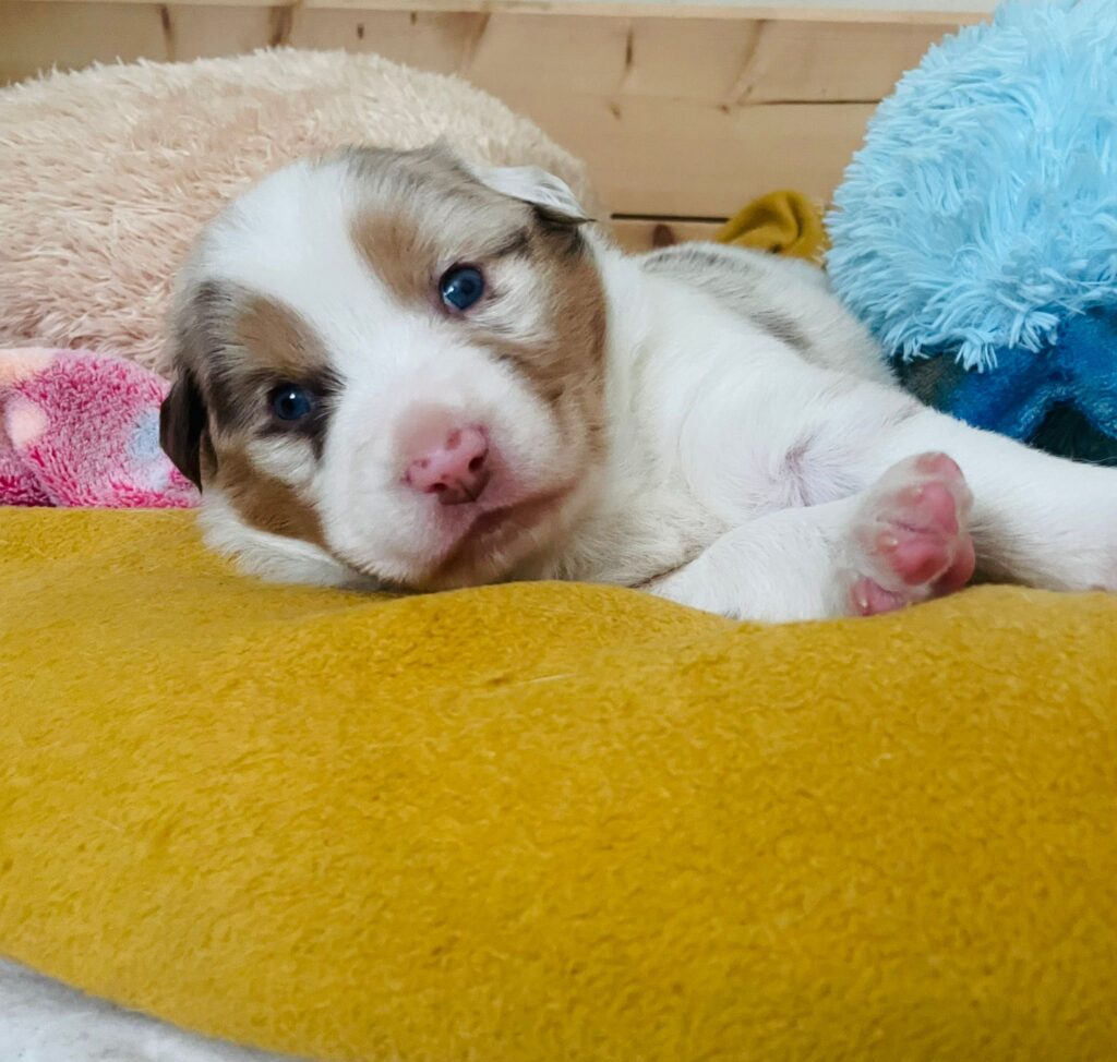 Alltag mit den Hunden bei Mirrorball