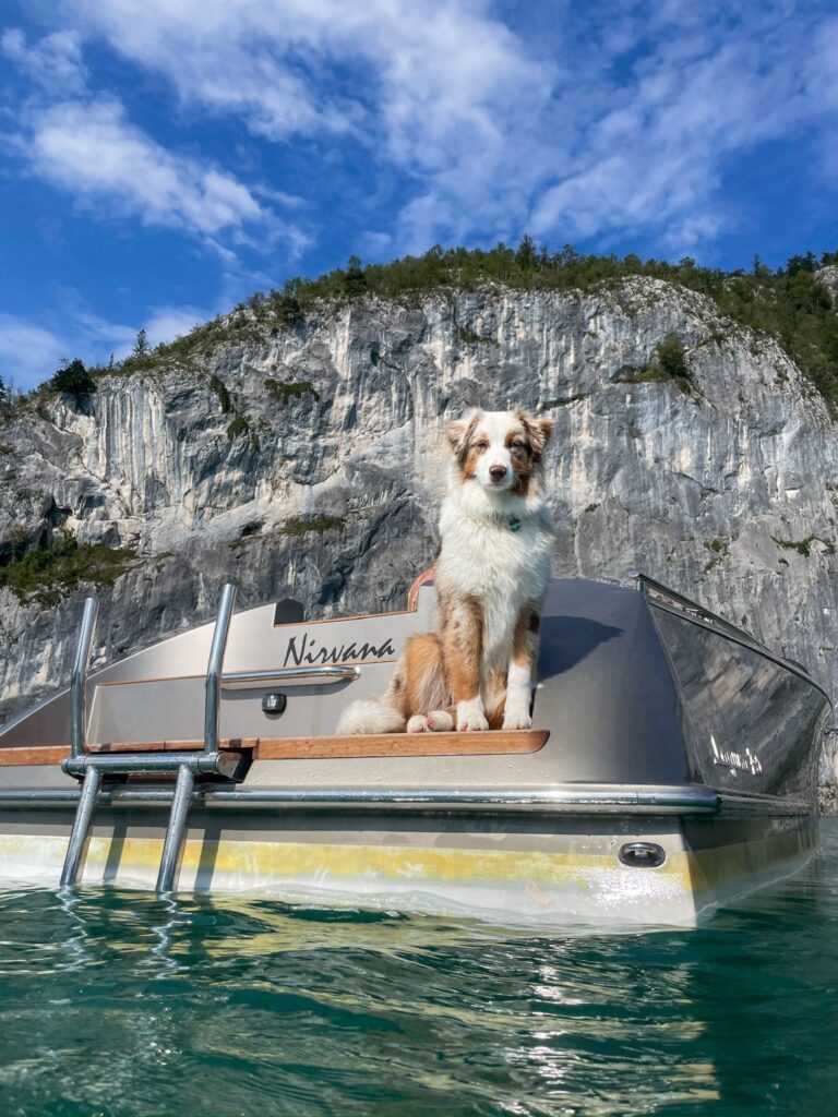 Australian Shepherd im Alltag