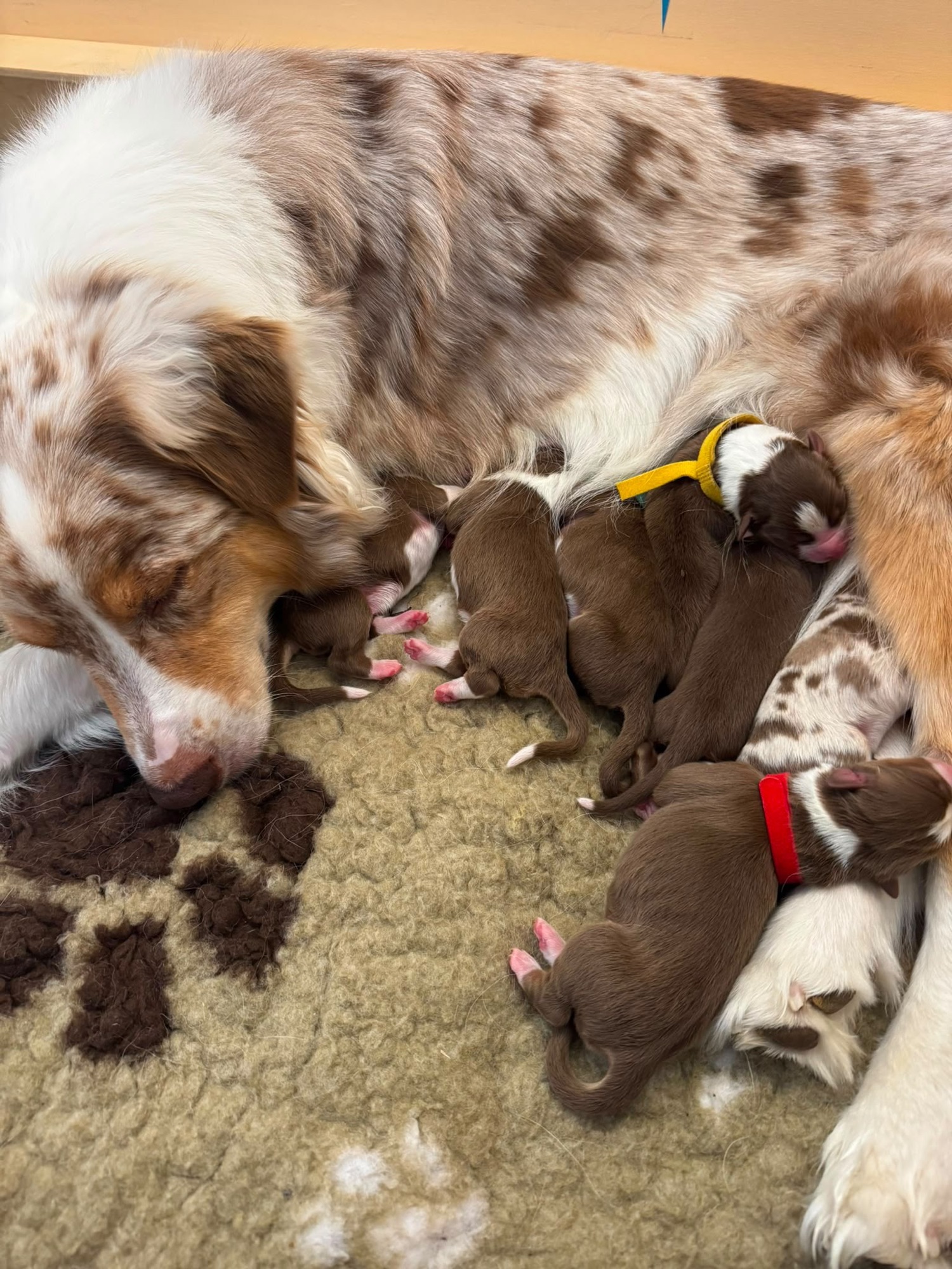 Bambam mit ihren neugeborenen Welpen